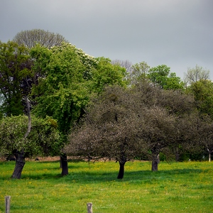 Quatre arbres dans une prairie - Belgique  - collection de photos clin d'oeil, catégorie paysages